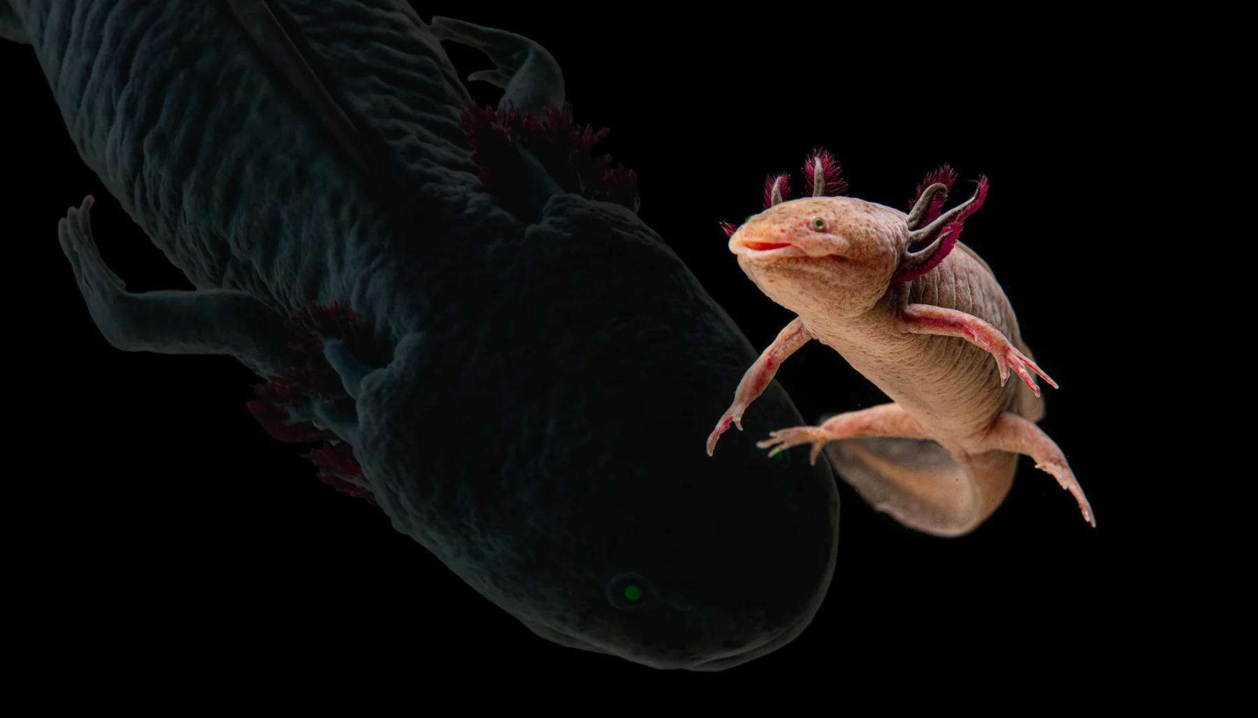 Welcome to Axolotl Paradise