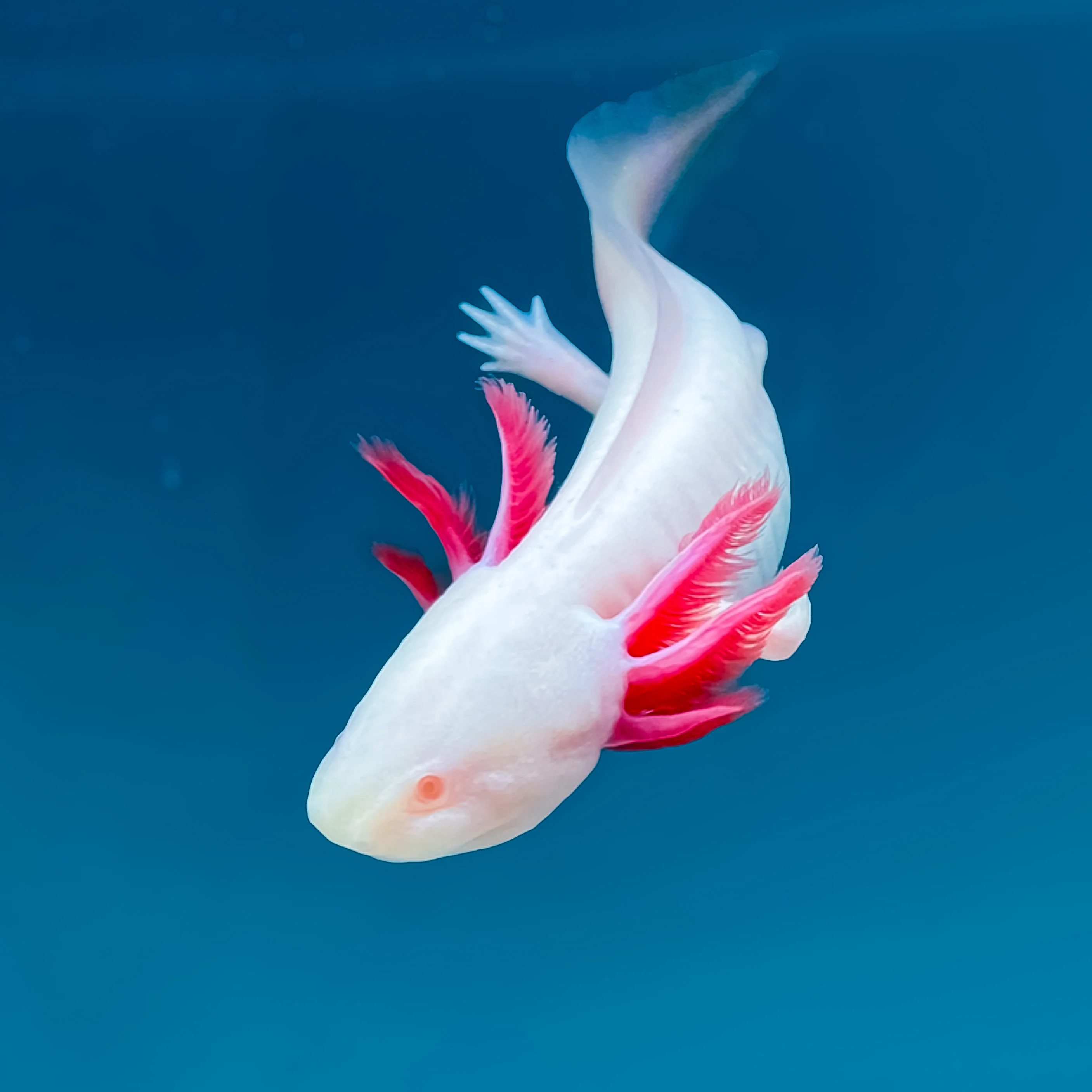 Albino Axolotl - Image 3
