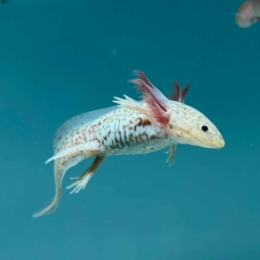 Axanthic Copper Axolotl - Image 3