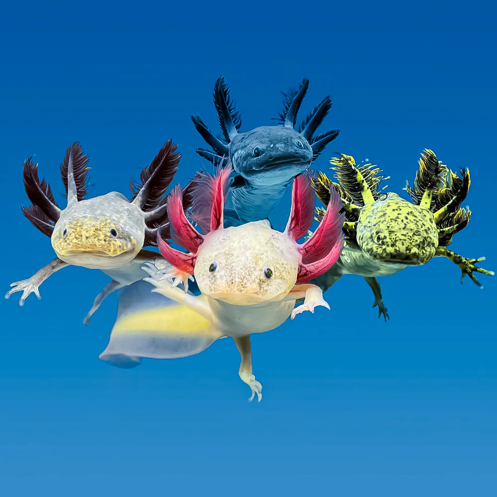 Rescue Axolotls