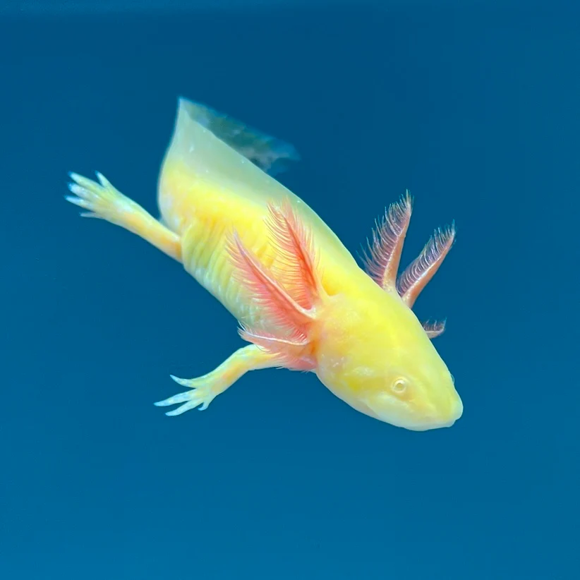 Rescue Axolotls - Image 12