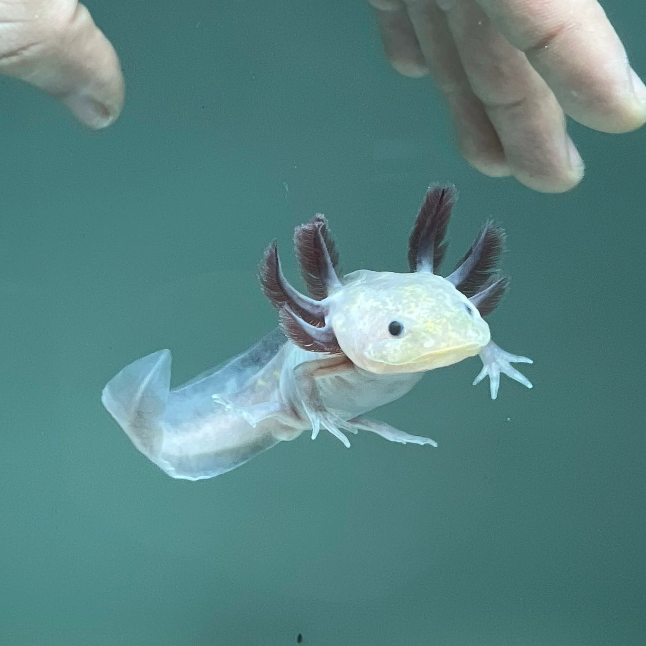 Rescue Axolotls - Image 13