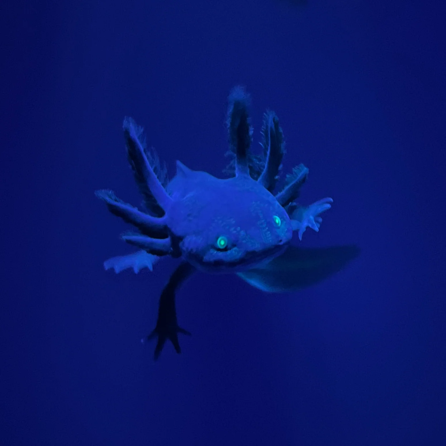 Rescue Axolotls - Image 21