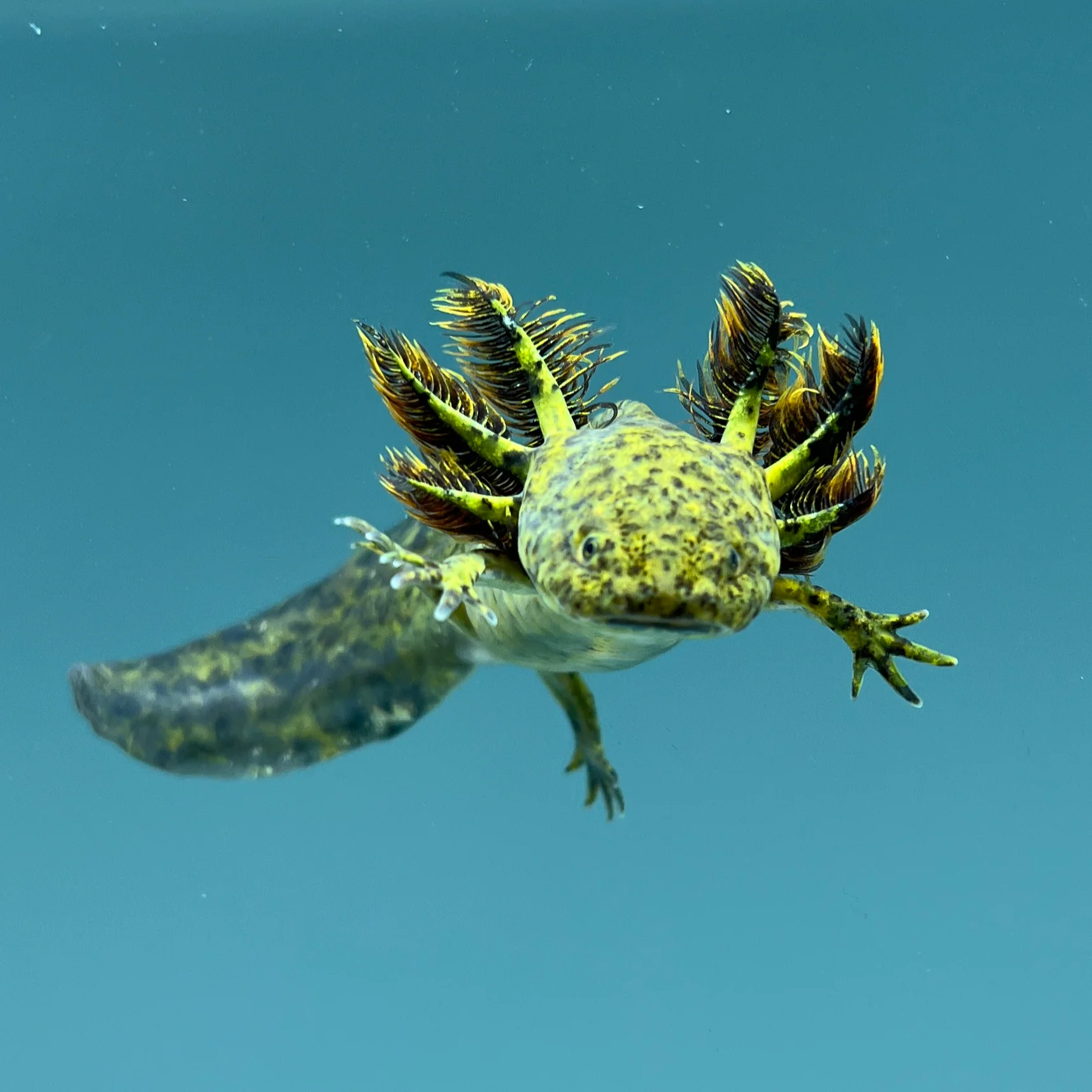 Rescue Axolotls - Image 22
