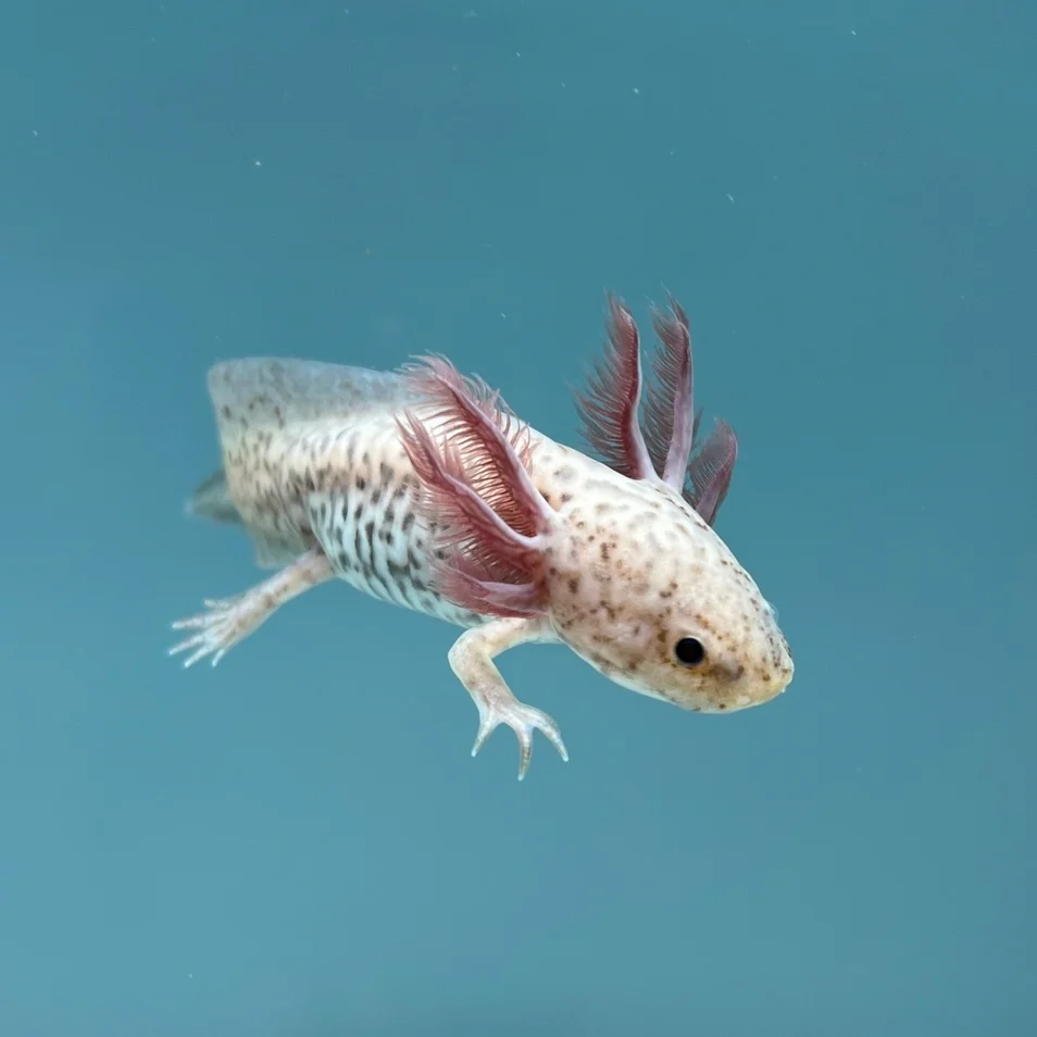 Rescue Axolotls - Image 6